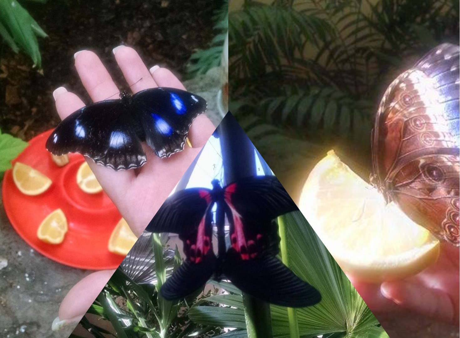 three varieties of butterflies among vegetation