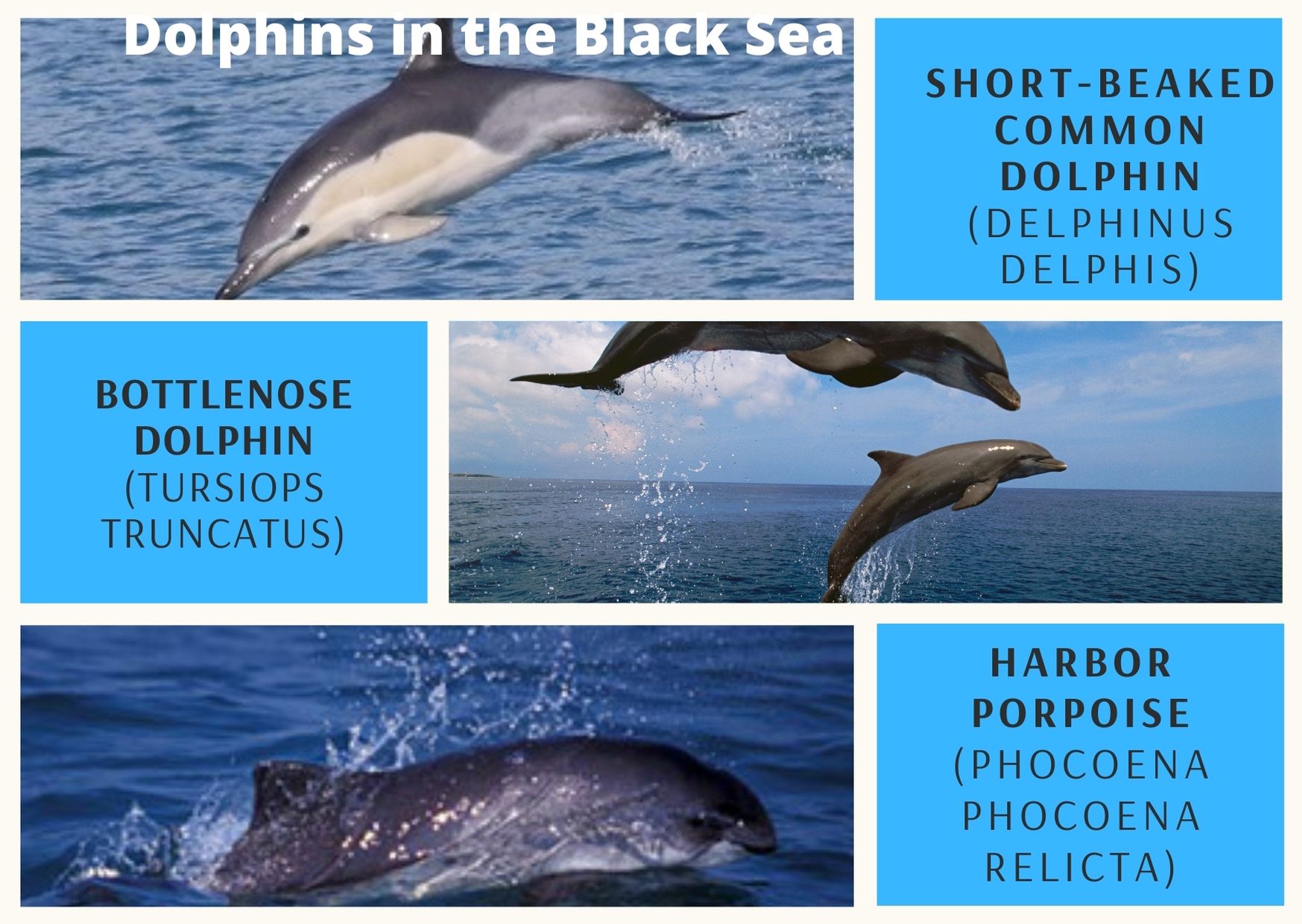 infographic on dolphin diversity in the black sea