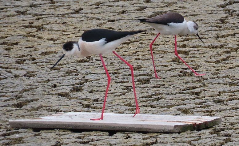 black-winged stilts in burgas