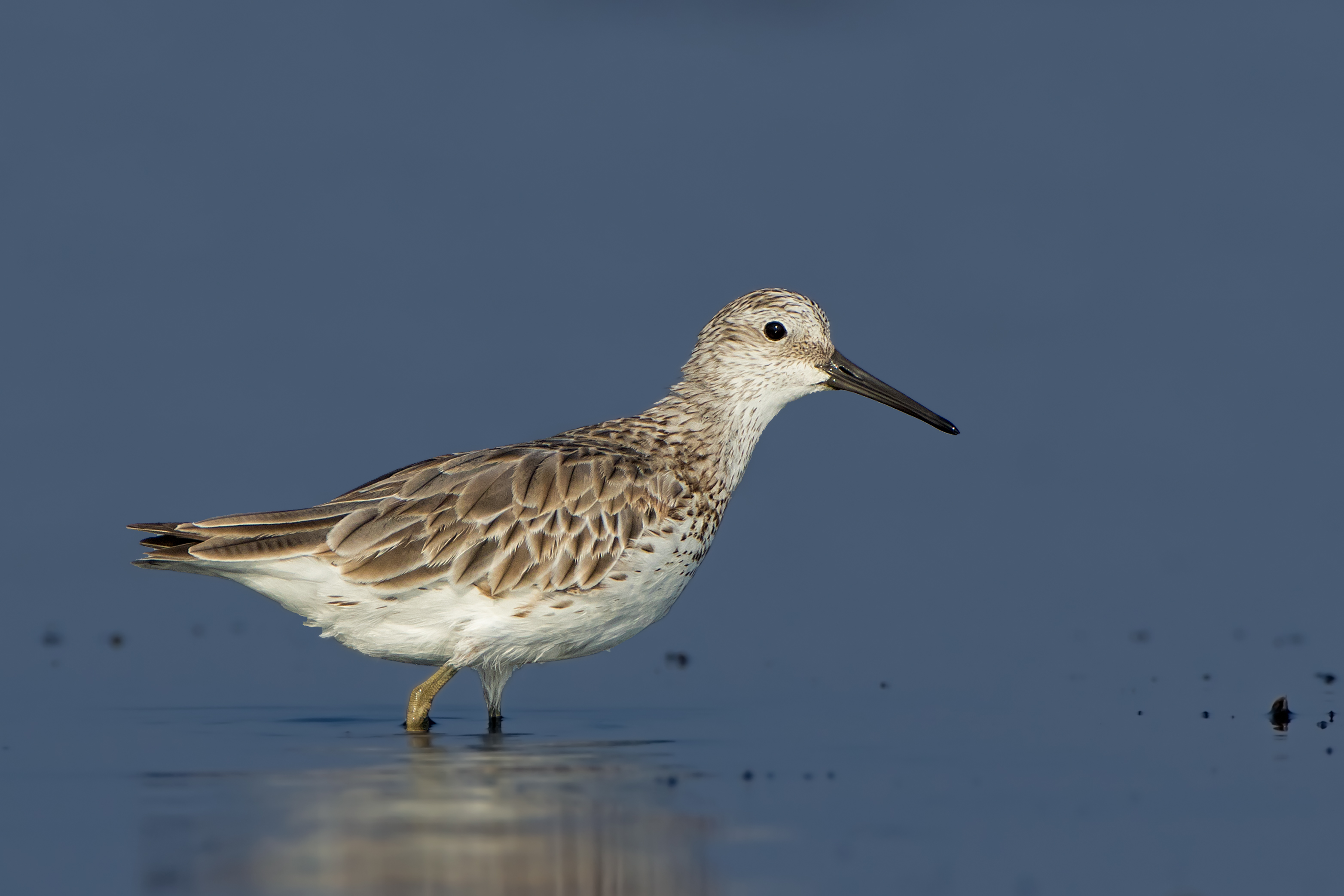 the great knot