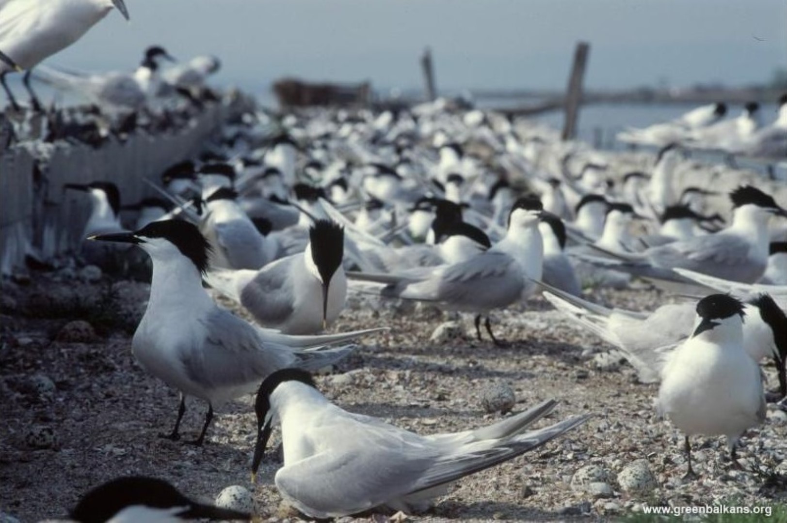 sandwich terns on pomorie lake