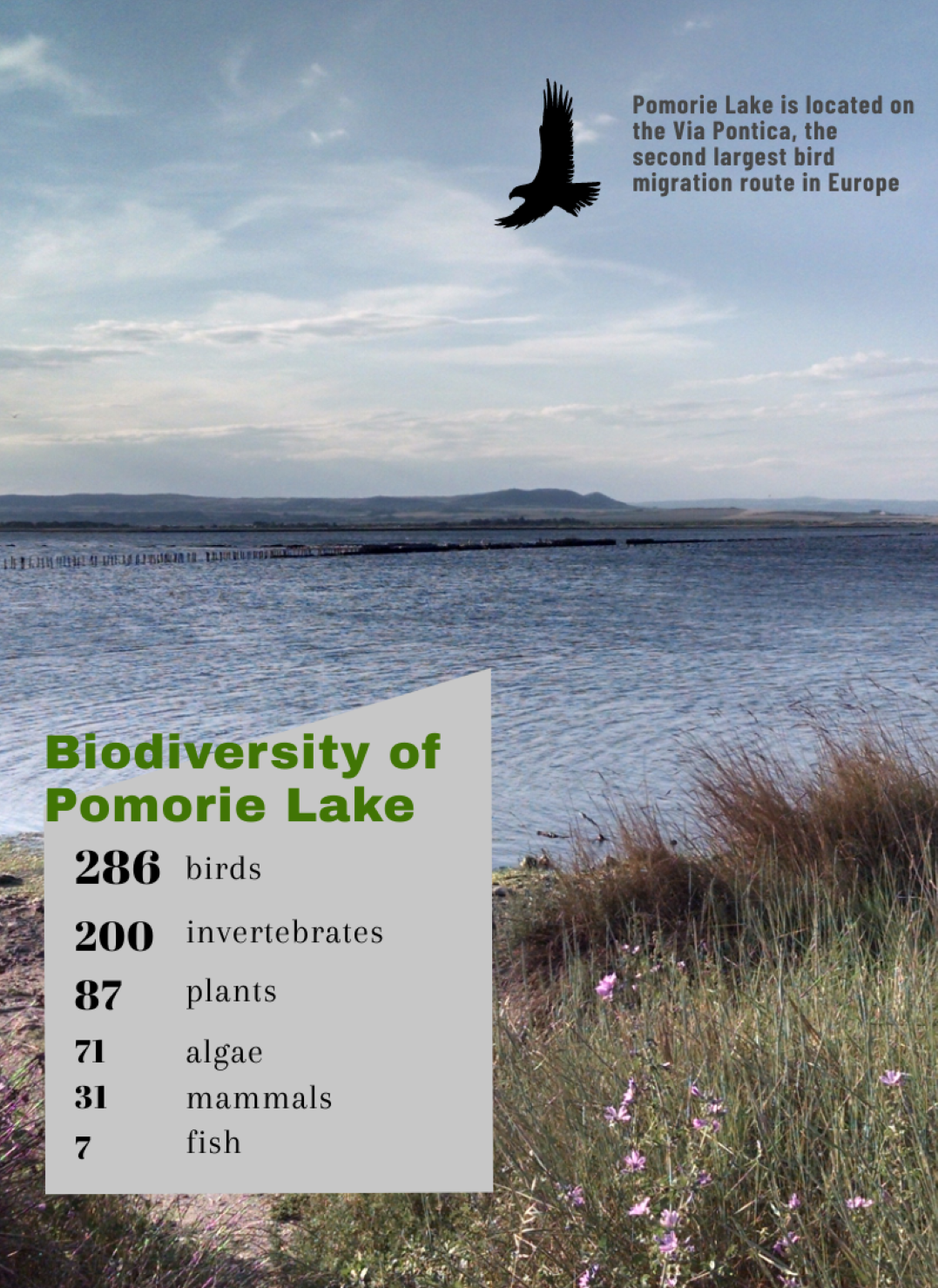 infographic about birds diversity by pomorie lake