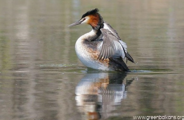 great crested bird on burgas lakes