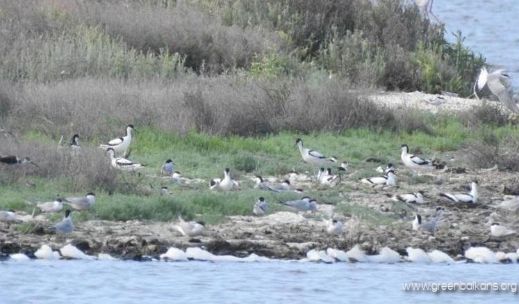 pied avocets on pomorie lake