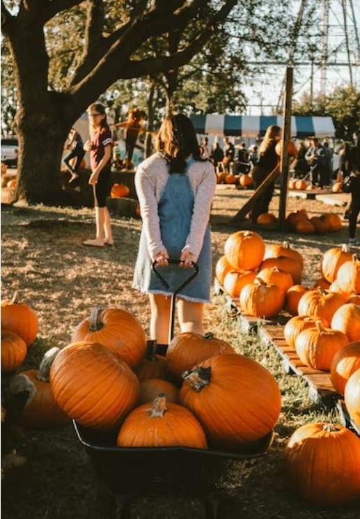 a girl pulling a trolley with pumpkins