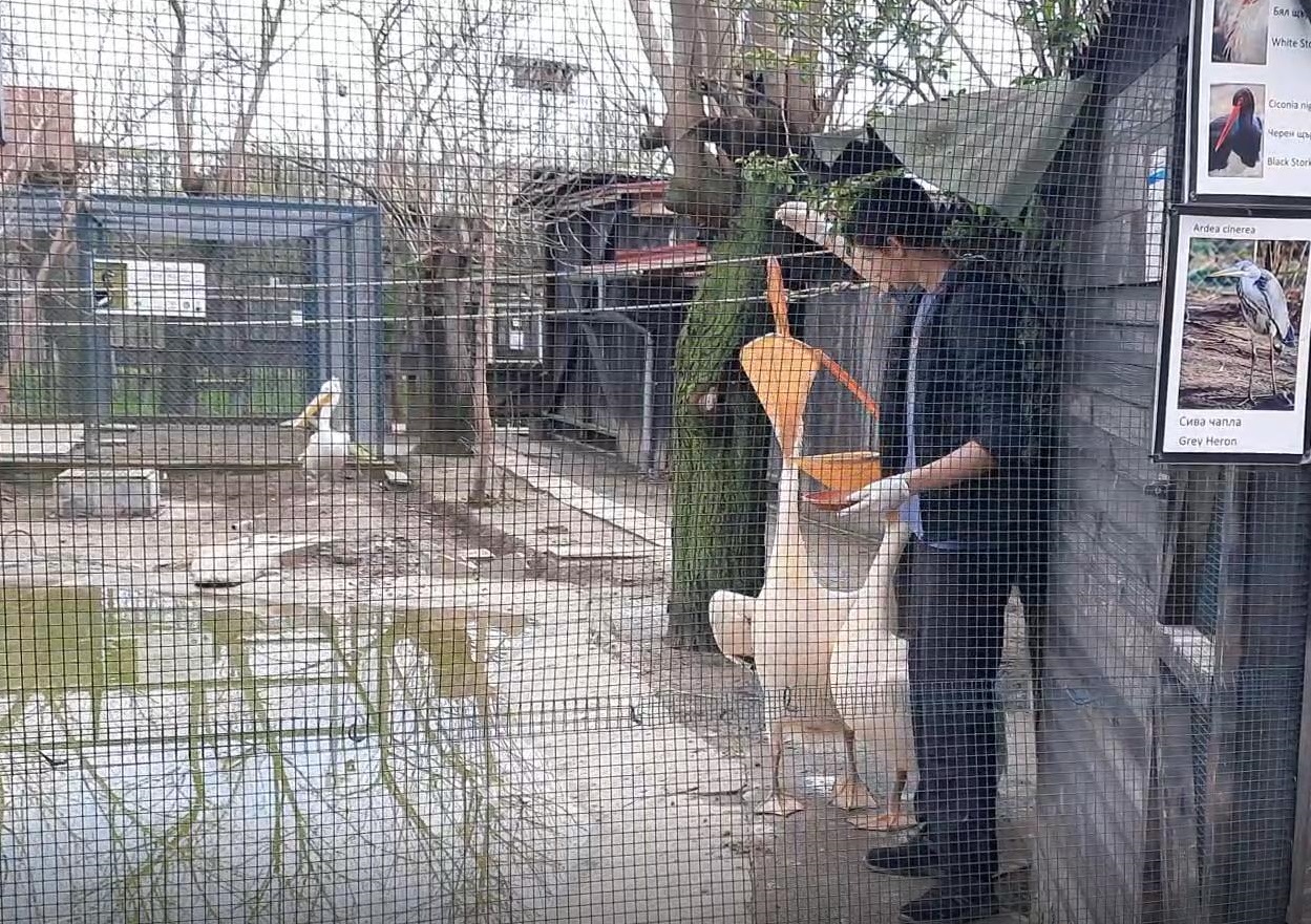 a boy feeding a pelican