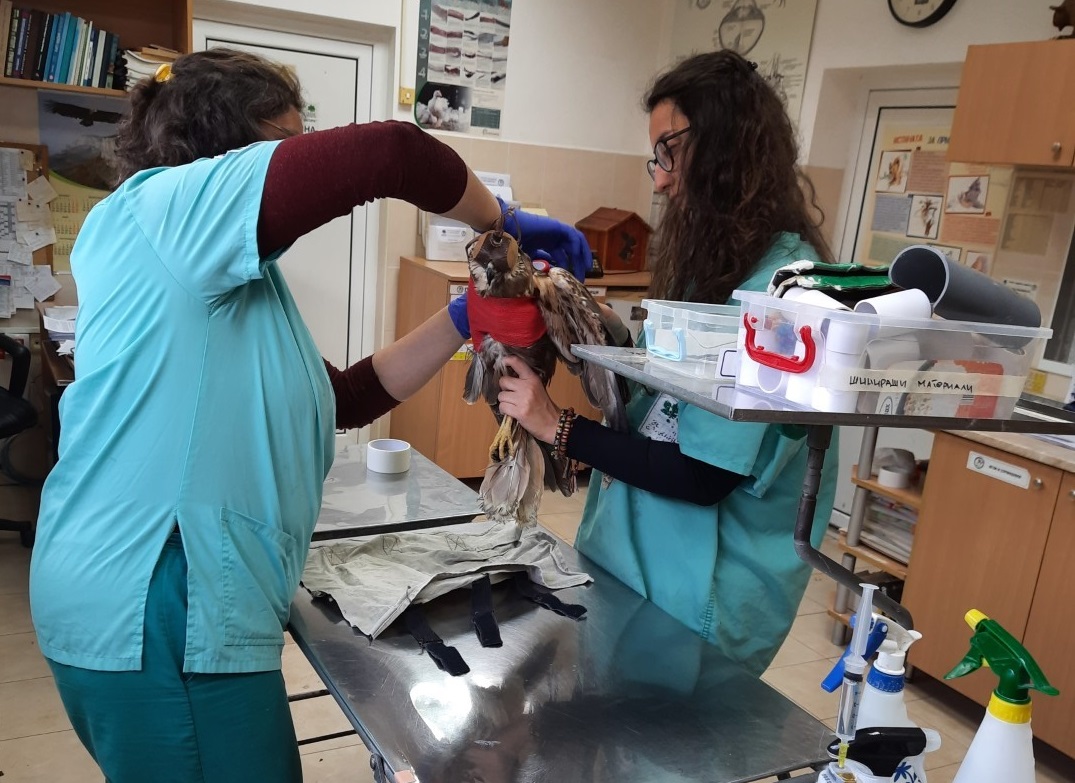 medics treat an injured bird